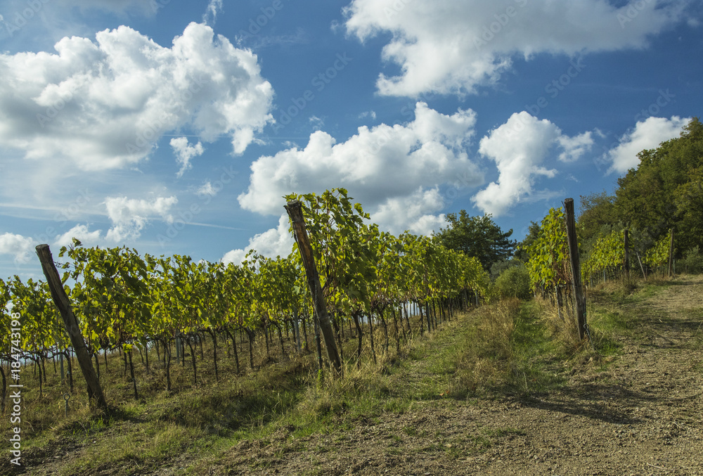 Vineyard near Greve in Chianti, Tuscany, Italy