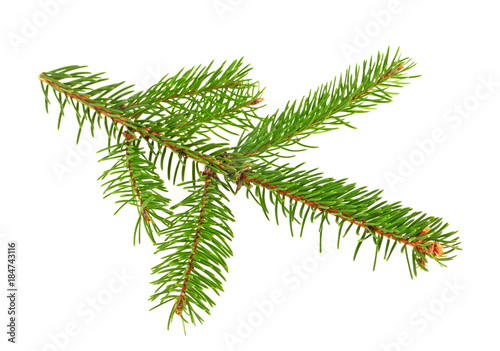 Fresh branch of fir tree on white background, closeup