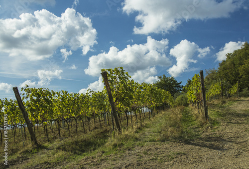 Vineyard near Greve in Chianti, Tuscany, Italy