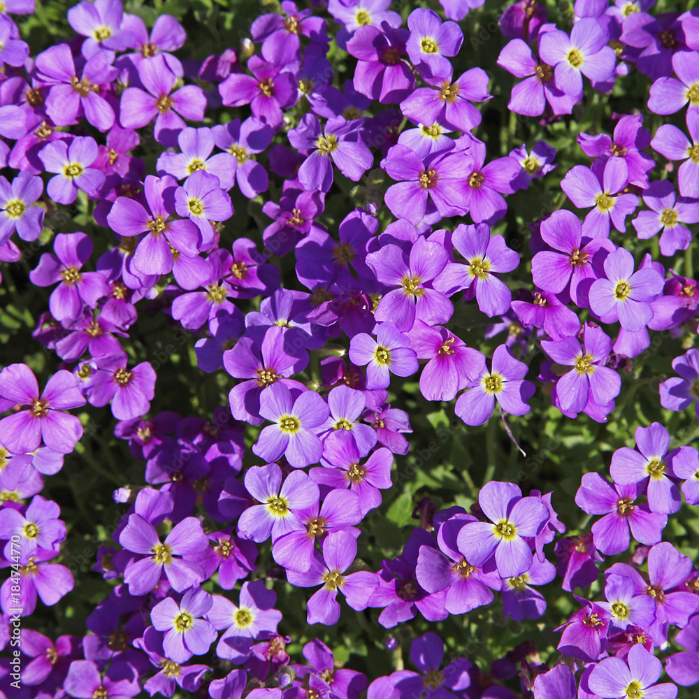 Aubriète