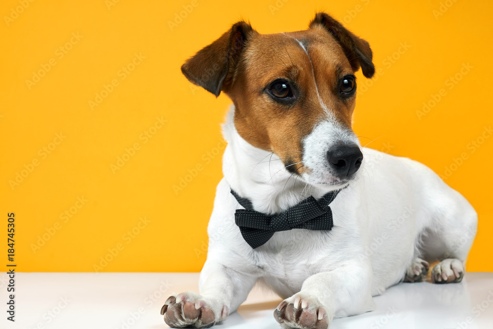 Portrait of a dog breed of Jack Russell on the neck on a yellow background. Background for your text and design                                                       