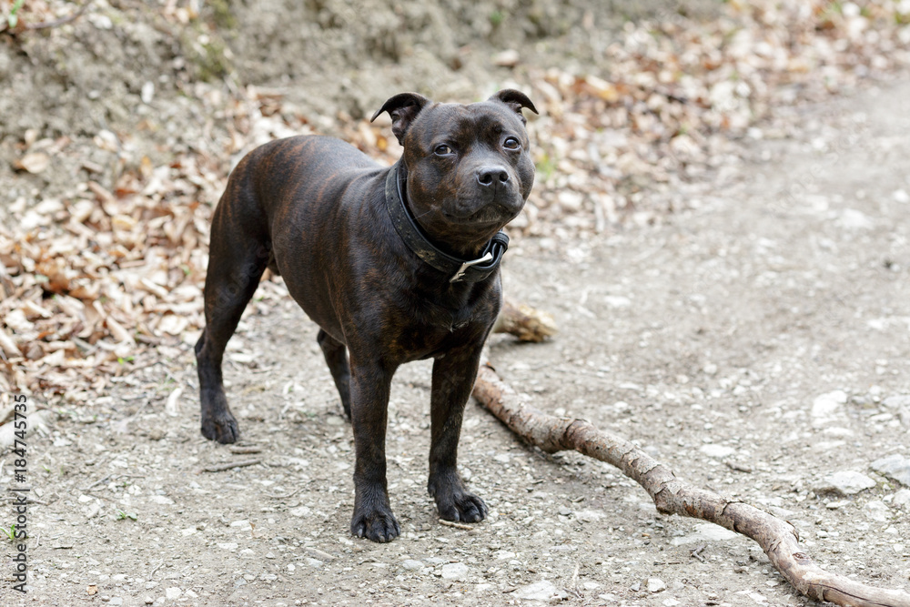 Male Staffordshire Bull Terrier looking in the camera