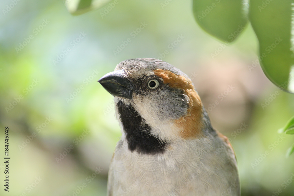 Naklejka premium Rufuos sparrow