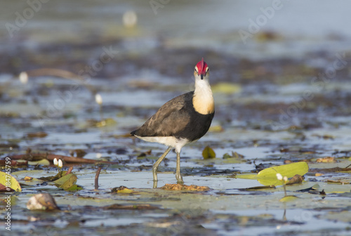 Jacana lotus walker on outback billabong photo