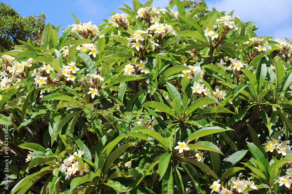 Plumeria blooming yellow white in Perth, Western Australia Plumeria blooming yellow white in Perth, Western Australia