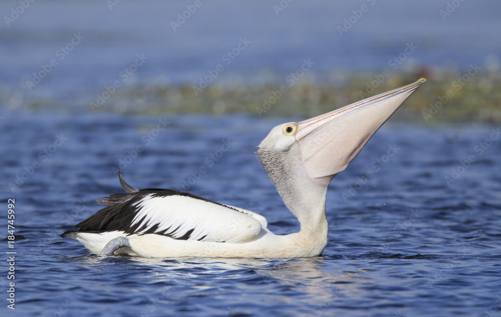 Pelican swallowing fish