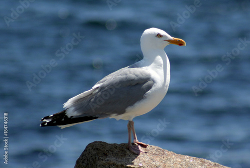 seagull © Paul