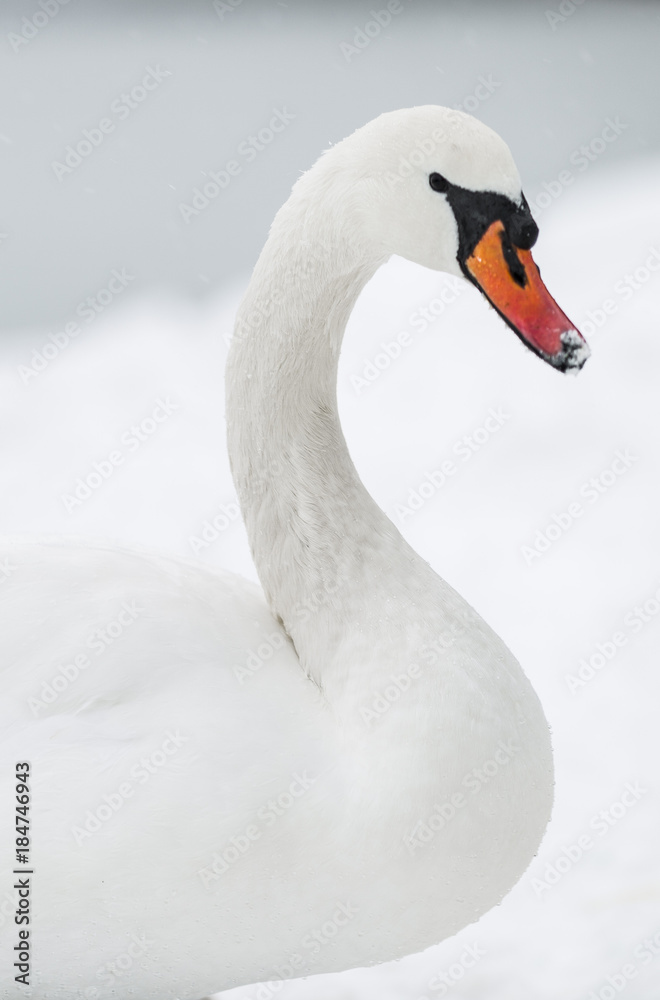 Fototapeta premium Portrait of a swan in the snow