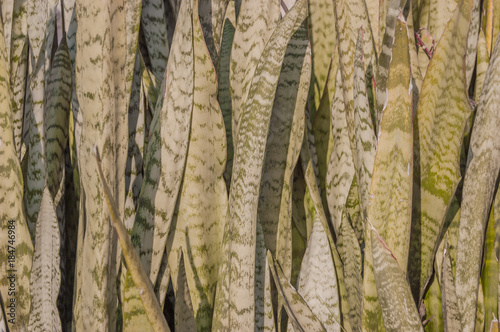 Sansevieria trifasciata, or viper's bowstring hemp, snake plant, mother-in-law's tongue or Saint George's sword, houseplant in closeup view photo