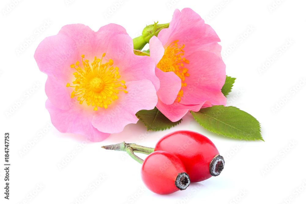 Fotografie Rosehip flowers with berries isolated.