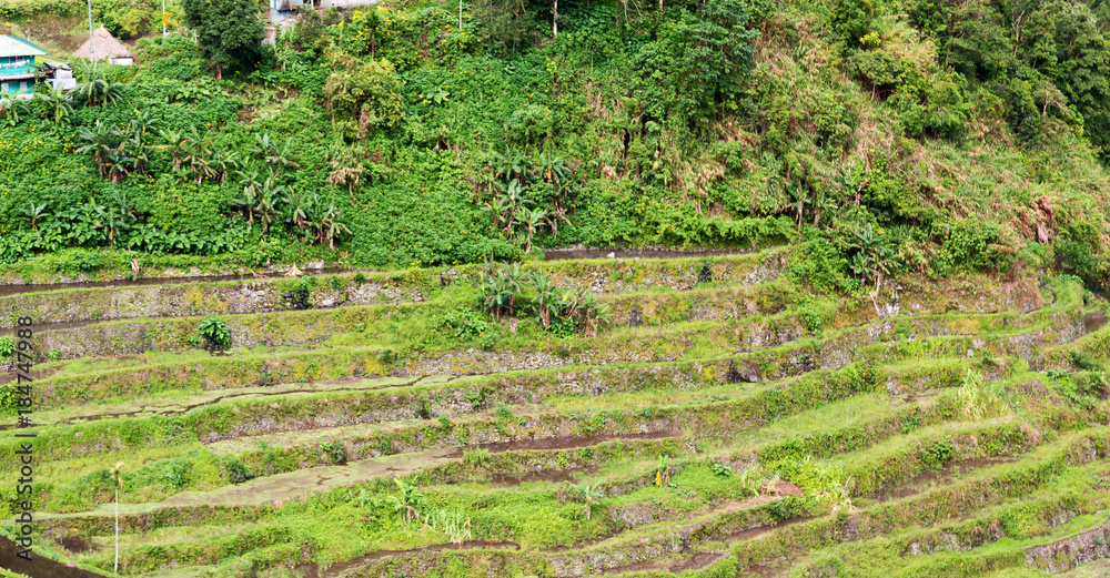 terrace field for coultivation of rice terrace field for coultivation of rice