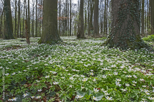 Fototapeta Naklejka Na Ścianę i Meble -  Buschwindröschen (Anemone nemorosa) auf Waldboden