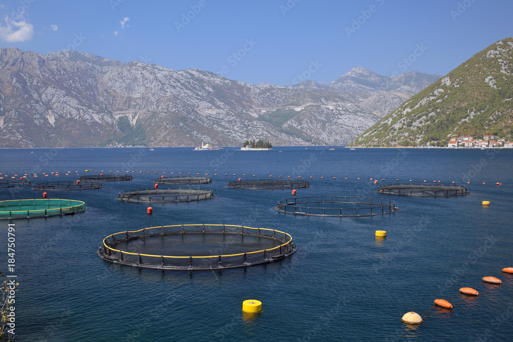 Fototapeta premium Cultivation of mussels in Boko-Kotor bay, Montenegro