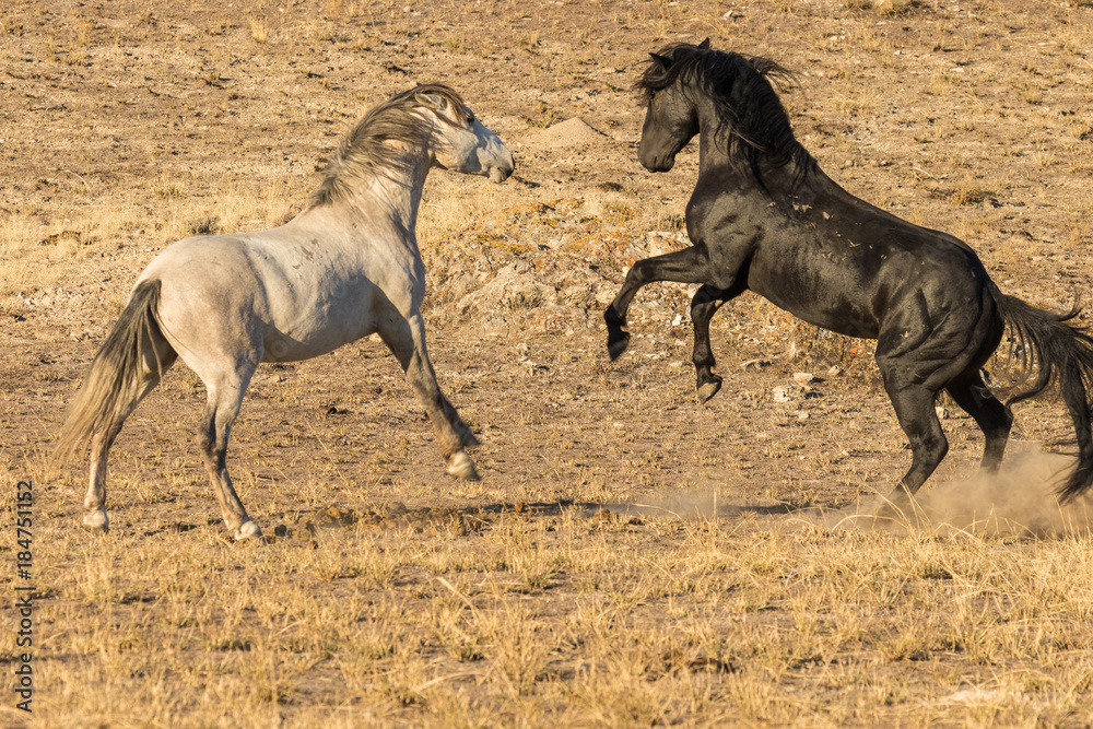 Wild Horses Fighting Wild Horses Fighting