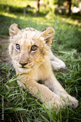 Cute young lion cub on grass