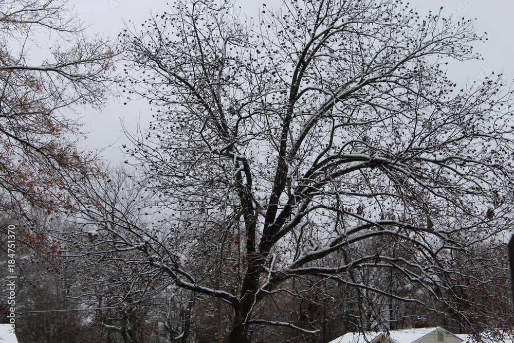 Fototapeta premium First Snow Fall