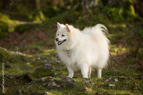 White fluffy dog in Keswick, Lake District, England