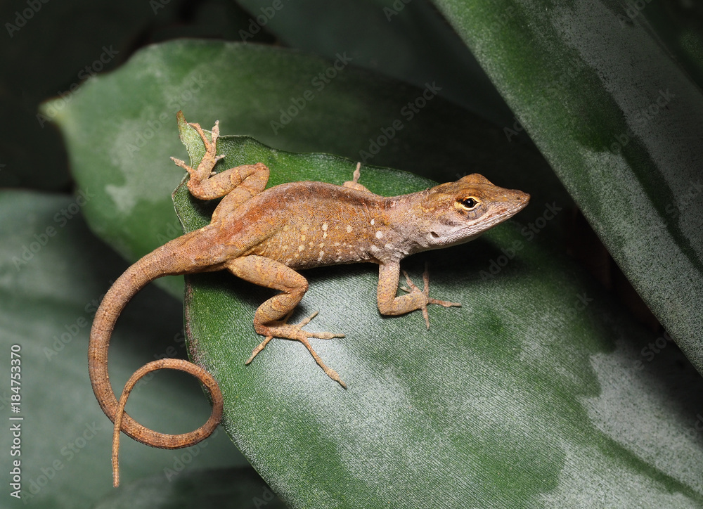 Naklejka premium Brown Anole Resting on a Bromeliad Leaf