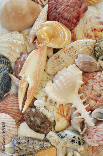 Exotic Sea Shells on a White Sand Beach photo