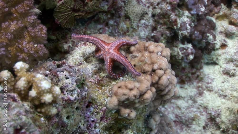 Red sea stars Gomophia egyptiaca underwater of Egypt. Relax video. Red sea stars Gomophia egyptiaca underwater of Egypt. Relax video.