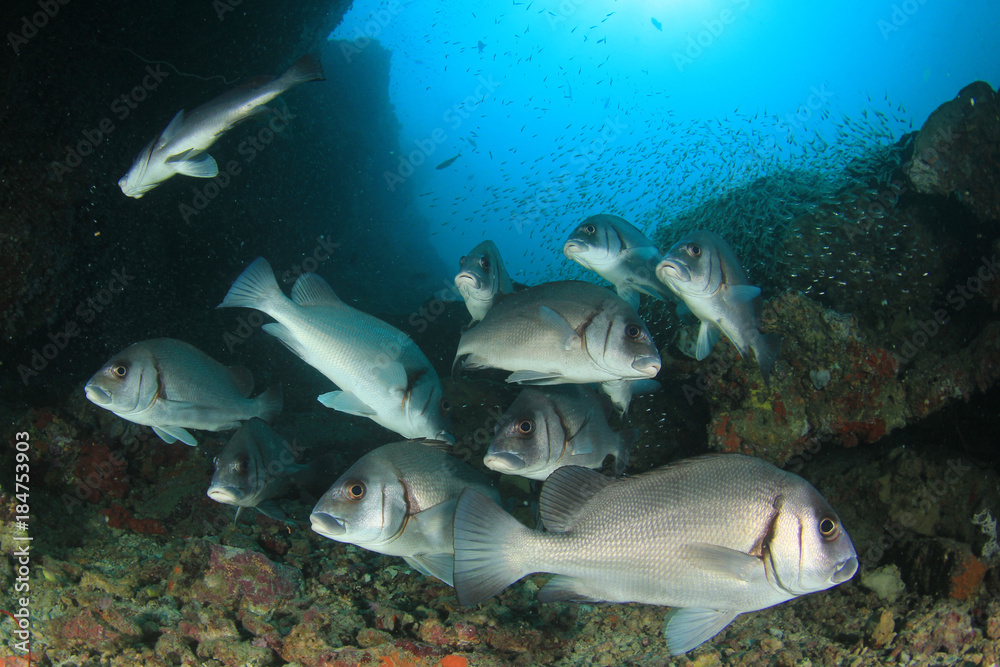 Coral reef and fish underwater Coral reef and fish underwater