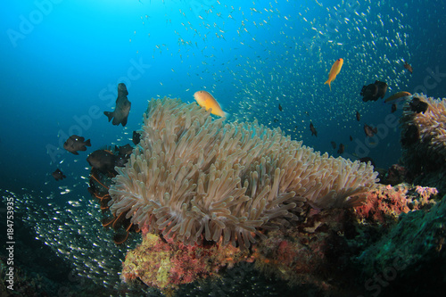 Fototapeta Naklejka Na Ścianę i Meble -  Clownfish anemonefish fish on coral reef