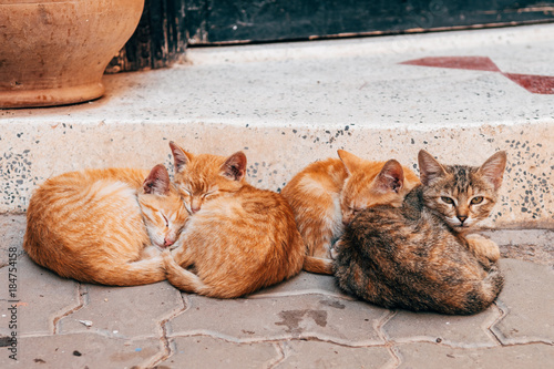 Wall Mural sleeped wild cats