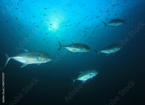 Trevally fish (Jackfish)