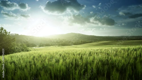 Green field of wheat in Tuscany, Italy