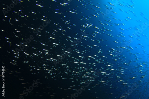 Fish underwater background