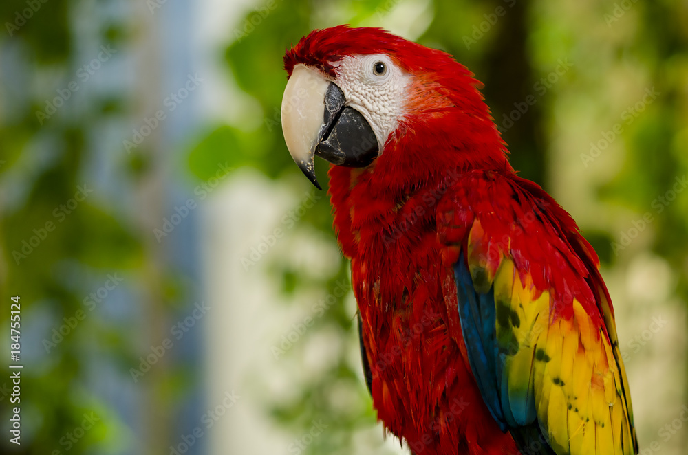 Obraz premium big red parrot looks surprised