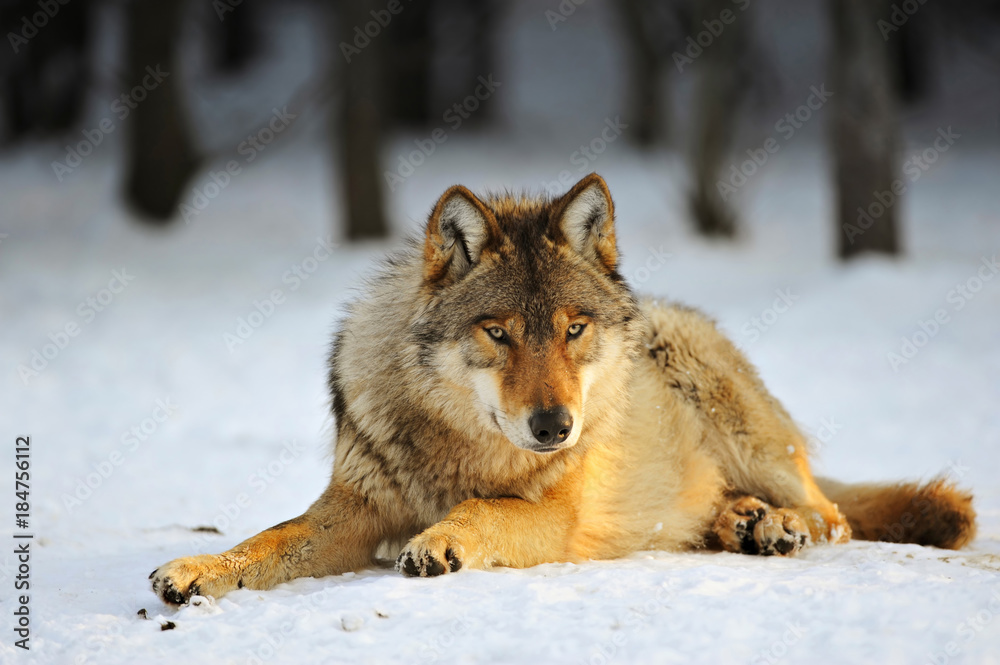 Close Up Photo Of A Wolf (Canis lupus) Close Up Photo Of A Wolf (Canis lupus)