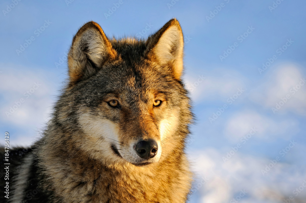 Close Up Photo Of A Wolf (Canis lupus)