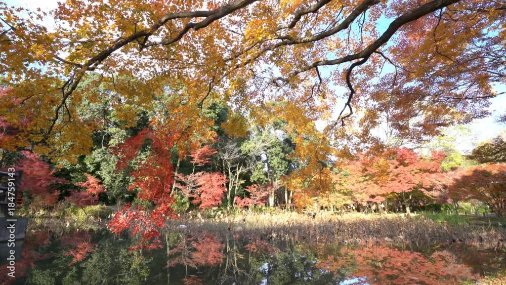 Beautiful fall color, bridge of Kyoto Botanical Garden, Kyoto, Japan Beautiful fall color, bridge of Kyoto Botanical Garden, Kyoto, Japan
