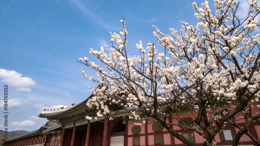 Changdeokgung Palace where cherry trees bloom beautifully in spring. Changdeokgung Palace where cherry trees bloom beautifully in spring.