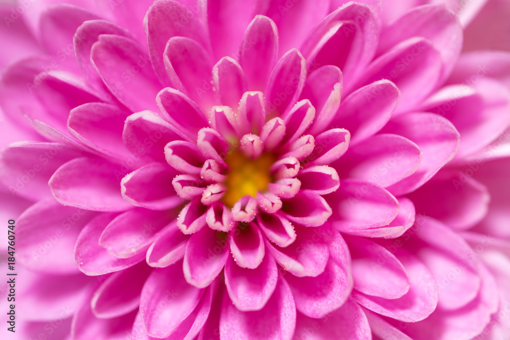 Soft focus Chrysanthemum flower center, pink and purple, super macro closeup texture and pattern, petals showing and center and many water droplets