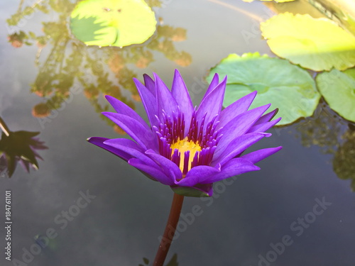 Lotus flower blooming purple in the garden.