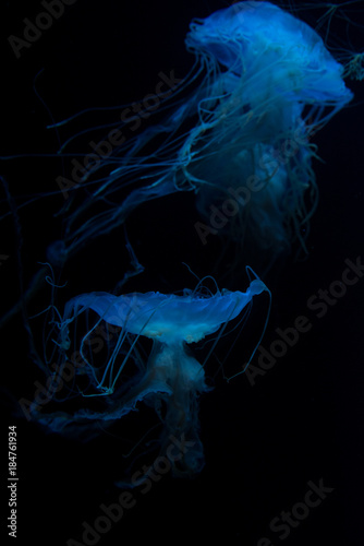jellyfish-くらげ-