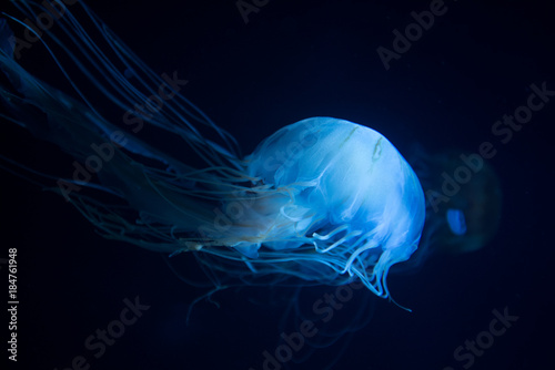 jellyfish-くらげ-