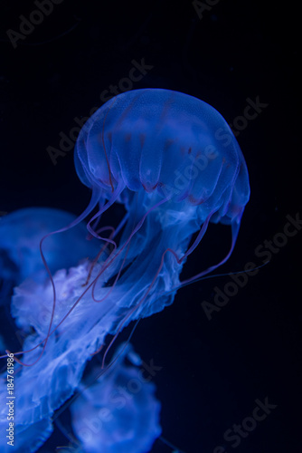 jellyfish-くらげ- © fotoPlan