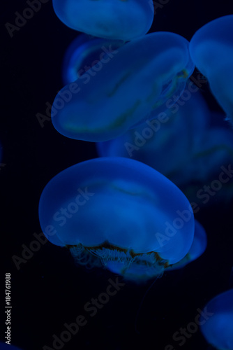 jellyfish-くらげ-