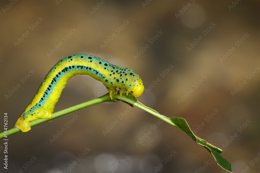 Image of Dysphania Militaris caterpillar on nature background. Insect Animal.