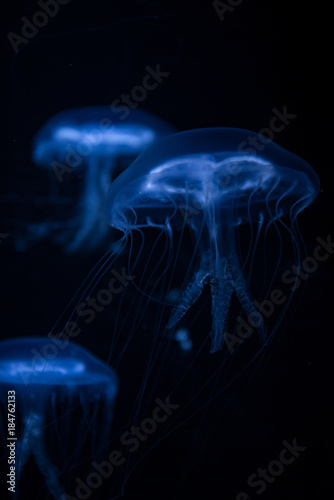 jellyfish-くらげ-