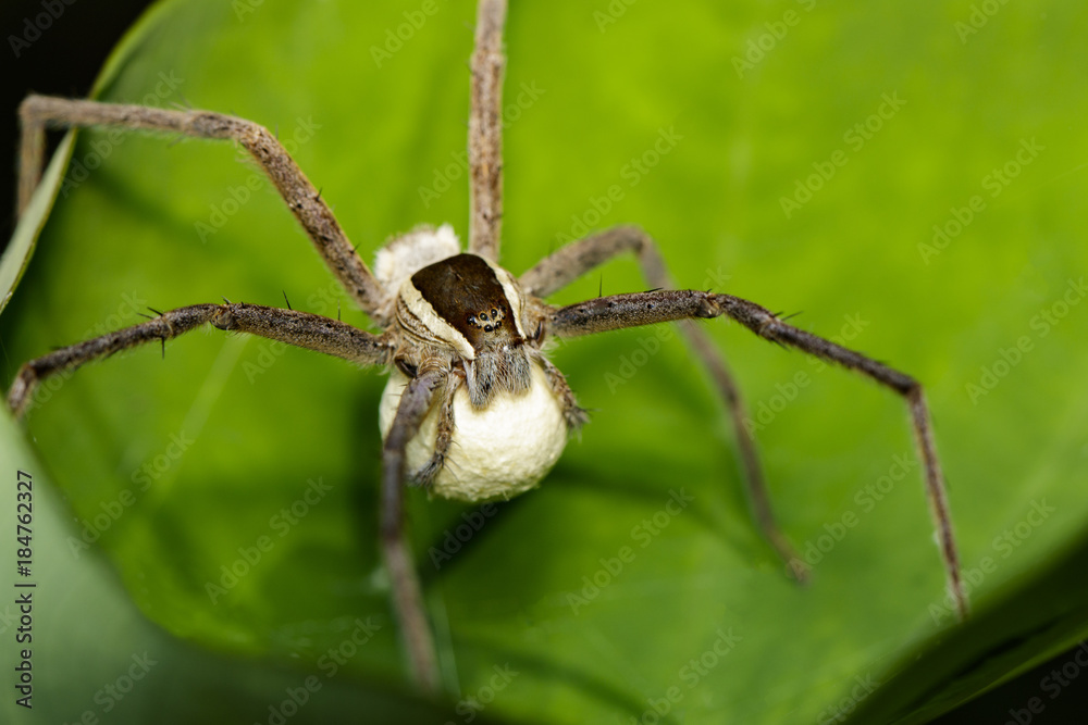Image of Four-spotted Nursery Web Spider and spider eggs (Sphedanus quadrimaculatus) on a green leaf. Insect, Animal. Image of Four-spotted Nursery Web Spider and spider eggs (Sphedanus quadrimaculatus) on a green leaf. Insect, Animal.