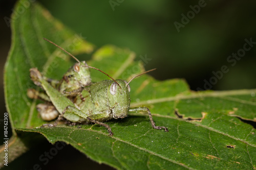 Image of Male and Female Green grasshoppers(Acrididae) mating make love on a green leaf. Locust, Insect, Animal.