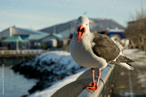 Seagull in Ushuaia, Tierra del Fuego Argentina