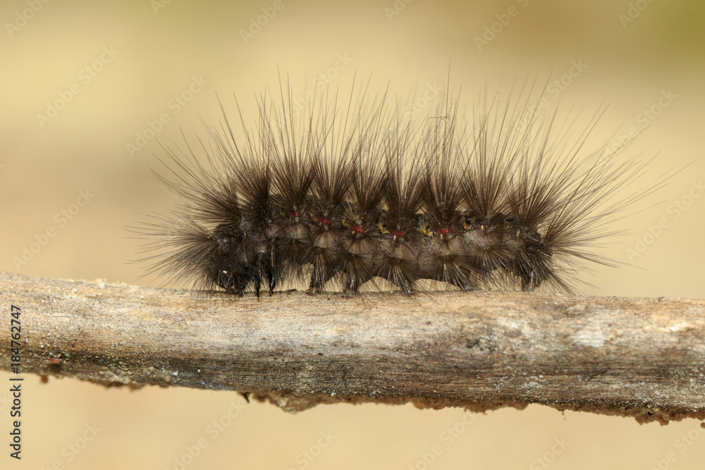 Image of Hairy caterpillar on a tree branch. Insect Animal Image of Hairy caterpillar on a tree branch. Insect Animal