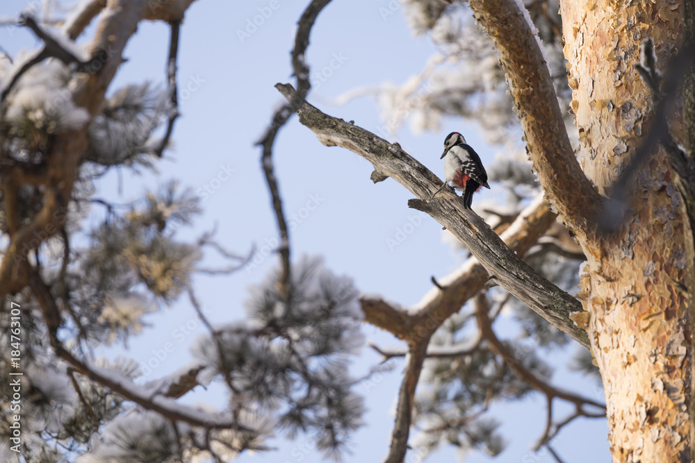 Woodpecker on a tree branch. Close-up. Woodpecker on a tree branch. Close-up.