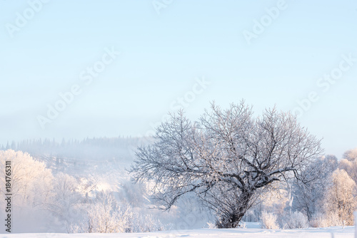 amazing landscape with frozen snow covered trees at sunrise 