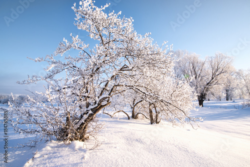 Snowy frozen landscape of sunrise on lakeside with trees 